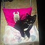 kitten, cat, black_and_white, tuxedo_cat, small_chair, pink_pillow, llama_design, blanket, heart_pattern, indoor, pet, cute, young_animal, feline, resting, curious, animal, cozy, fur, whiskers