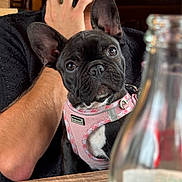 Colette a rejoint le concours — aidez-le/la à gagner de superbes lots ! dog, french_bulldog, pet, pink_harness, man, phone, table, bottle, indoor, portrait, closeup, seated, blurred_background, casual, animal, looking_at_camera, black_dog, short_hair, ears_up, wooden_table