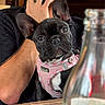 dog, french_bulldog, pet, pink_harness, man, phone, table, bottle, indoor, portrait, closeup, seated, blurred_background, casual, animal, looking_at_camera, black_dog, short_hair, ears_up, wooden_table