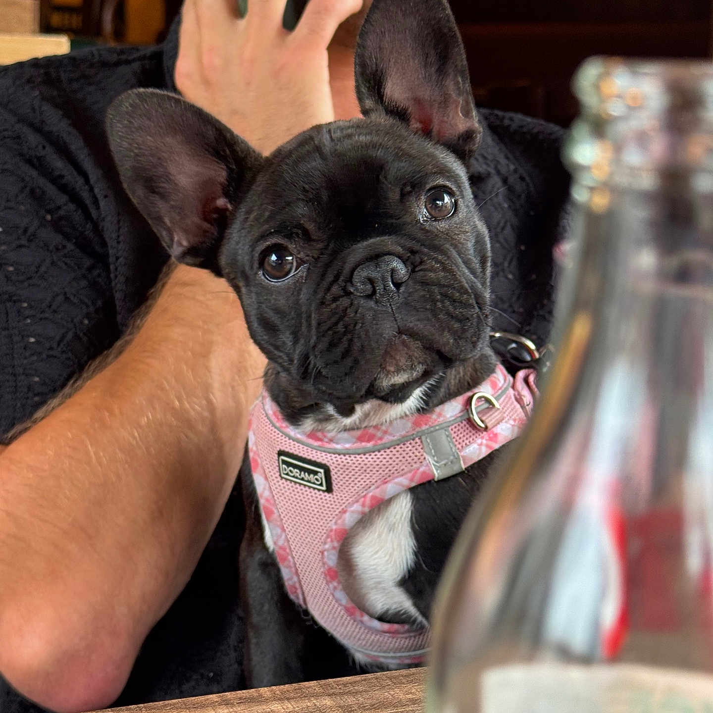 Colette a rejoint le concours — aidez-le/la à gagner de superbes lots ! dog, french_bulldog, pet, pink_harness, man, phone, table, bottle, indoor, portrait, closeup, seated, blurred_background, casual, animal, looking_at_camera, black_dog, short_hair, ears_up, wooden_table