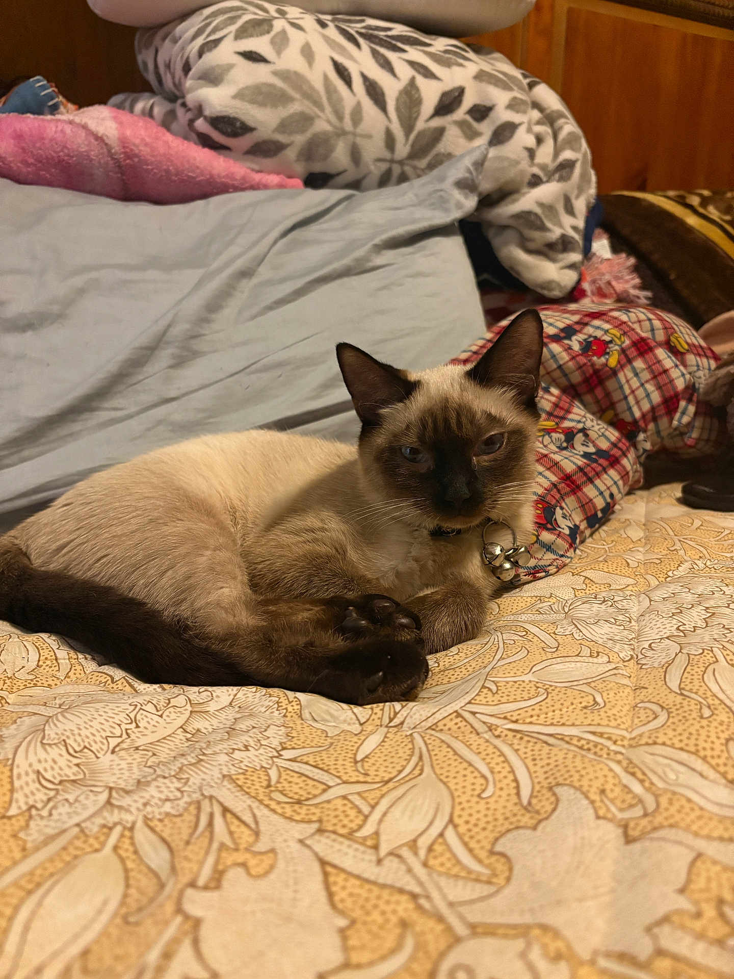 Flor is registered to the contest to win money with this photo: cat, siamese_cat, bed, blanket, pillow, furniture, indoor, pet, animal, resting, collar, bell, fur, whiskers, ears, cute, cozy, pattern, sleepy, domestic