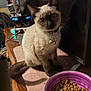 Flor is registered to the contest to win money with this photo: animal, black, blue_eyes, brown, cat, closeup, collar, curious, domestic_cat, dry_cat_food, feline, food_bowl, fur, indoor, pet, siamese_cat, sitting, table, whiskers, wooden_table
