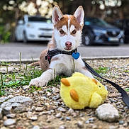 Alva participe au concours pour gagner de l'argent avec cette photo : puppy, dog, husky, outdoor, toy, plush_toy, rocks, grass, leash, collar, tag, car, tree, pet, animal, cute, lying_down, young_dog, nature, playful