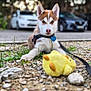 puppy, dog, husky, outdoor, toy, plush_toy, rocks, grass, leash, collar, tag, car, tree, pet, animal, cute, lying_down, young_dog, nature, playful