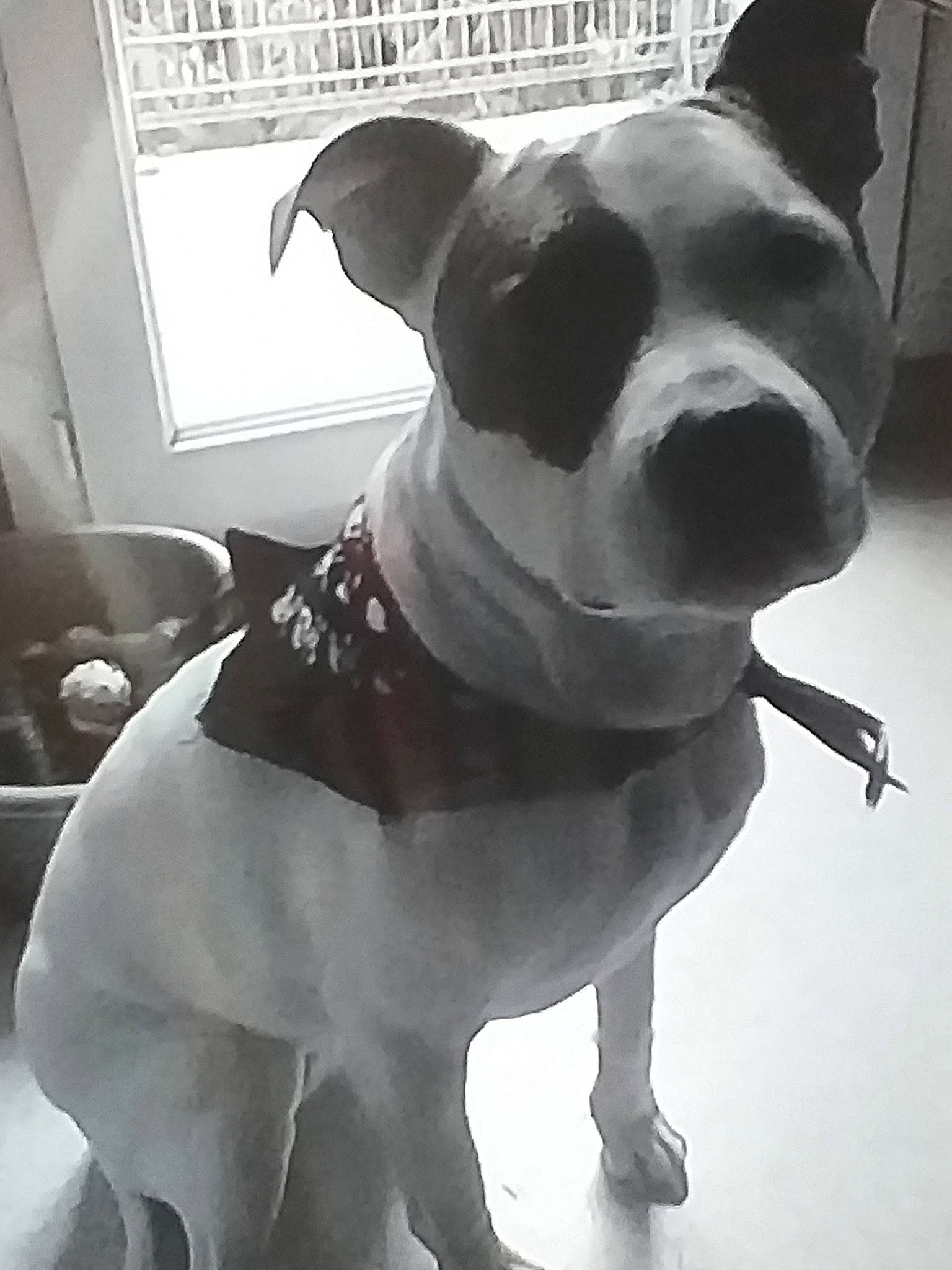 Farah participe au concours pour gagner de l'argent avec cette photo : american_pit_bull_terrier, american_staffordshire_terrier, black_and_white, canidae, carnivore, companion_dog, dog, dog_breed, dog_clothes, dog_collar, french_bulldog, mammal, non_sporting_group, olde_english_bulldogge, pit_bull, snout, sporting_group, staffordshire_bull_terrier, toy_bulldog, white