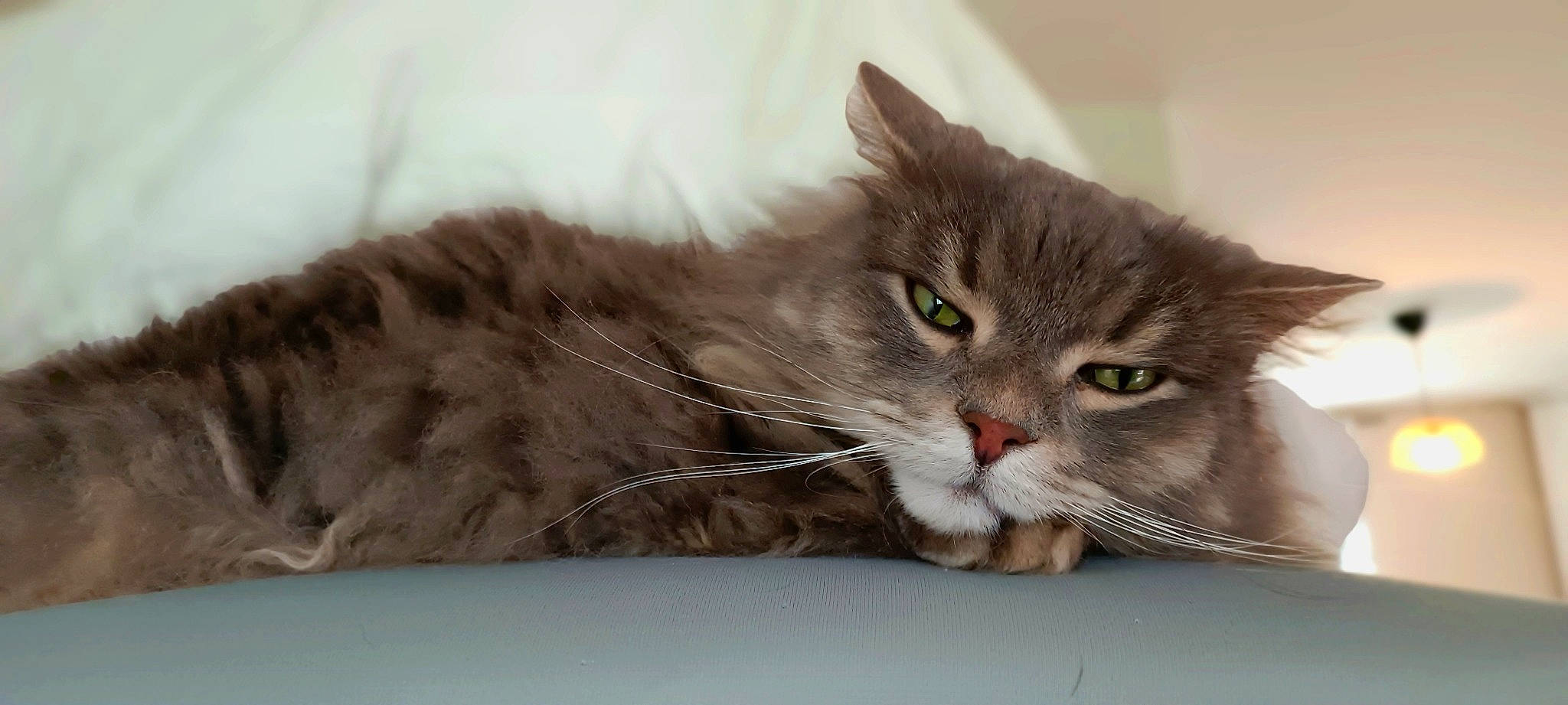 Djose a rejoint le concours — aidez-le/la à gagner de superbes lots ! box, carnivore, cat, claw, comfort, domestic_short_haired_cat, felidae, fur, paw, small_to_medium_sized_cats, snout, terrestrial_animal, whiskers