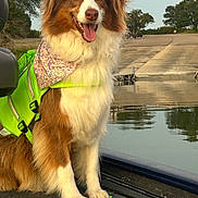 Reba is registered to the contest to win money with this photo: dog, brown_and_white, life_jacket, bandana, boat, fishing_rods, water, trees, outdoor, pet, canine, happy, tongue_out, nature, summer, adventure, animal, dock, reflection, sitting