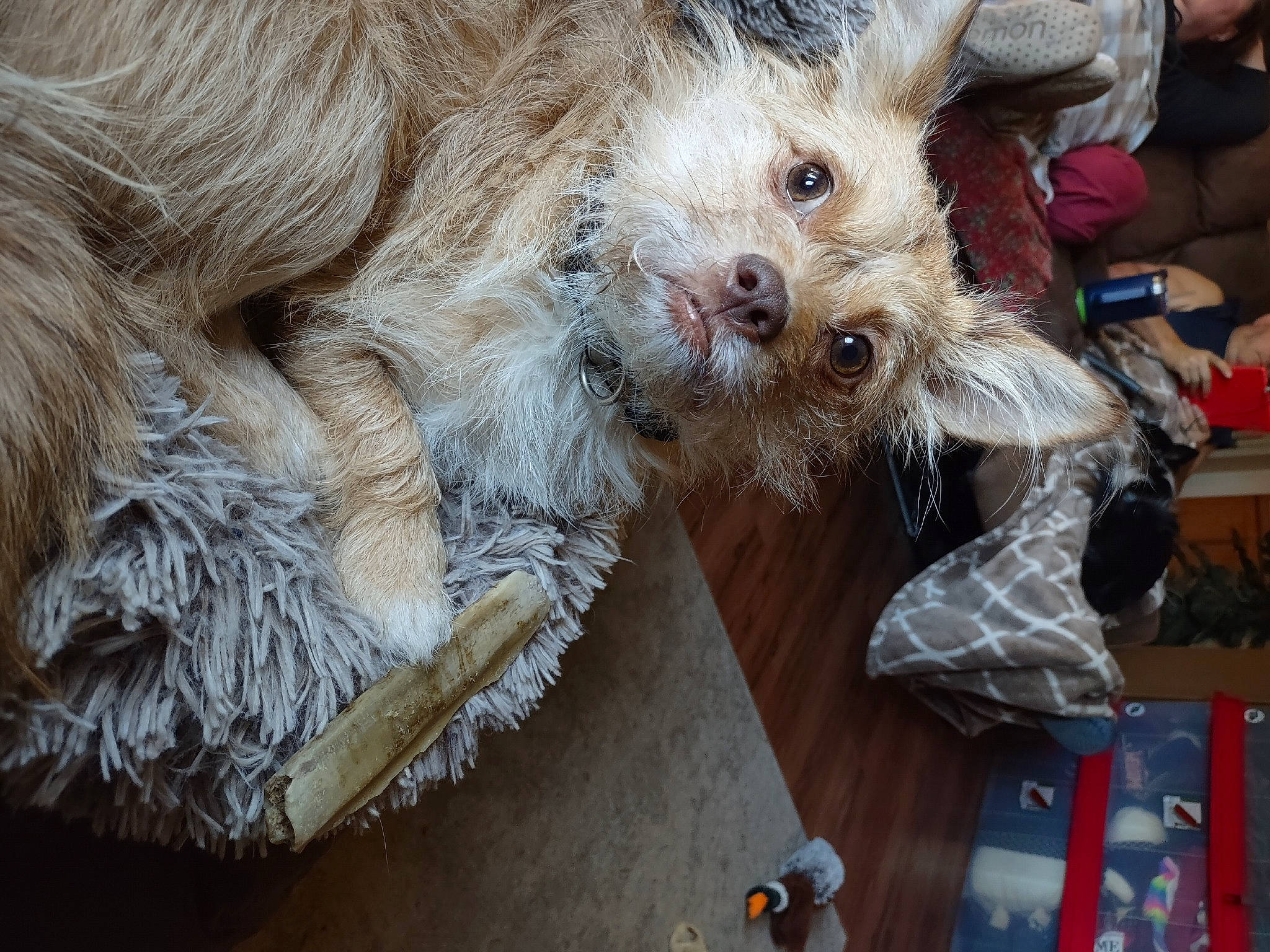 Kasey is registered to the contest to win money with this photo: border_terrier, canidae, carnivore, cockapoo, companion_dog, dog, dog_breed, dog_clothes, dog_supply, fawn, fur, small_terrier, snout, sporting_group, tail, terrier, toy_dog, welsh_terrier, wood, yorkshire_terrier