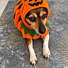 animal, canine, costume, cute, dog, eyes, face, floor, green, halloween, indoors, jack_o_lantern, orange, pet, phone_screenshot, portrait, pumpkin_costume, puppy, rug, sitting