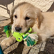Moka a rejoint le concours — aidez-le/la à gagner de superbes lots ! puppy, golden_retriever, dog, toy, frog_toy, outdoor, sunlight, shadow, stone_pavement, cute, fluffy, pet, animal, young, playing, closeup, adorable, mouth, lying_down, daylight