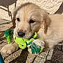 puppy, golden_retriever, dog, toy, frog_toy, outdoor, sunlight, shadow, stone_pavement, cute, fluffy, pet, animal, young, playing, closeup, adorable, mouth, lying_down, daylight