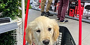Moka participe au concours pour gagner de l'argent avec cette photo : golden_retriever, puppy, dog, shopping_basket, red_handle, indoor, store, shelves, bbq_grills, people, person, plants, greenery, floor, black_basket, leash, collar, pet, cute, animal