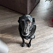 Choco participe au concours pour gagner de l'argent avec cette photo : dog, black_dog, pet, indoor, floor, tile_floor, looking_up, animal, canine, fur, ears, snout, eyes, waiting, home, couch, corner, plant, shadow, light
