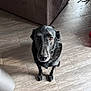 dog, black_dog, pet, indoor, floor, tile_floor, looking_up, animal, canine, fur, ears, snout, eyes, waiting, home, couch, corner, plant, shadow, light