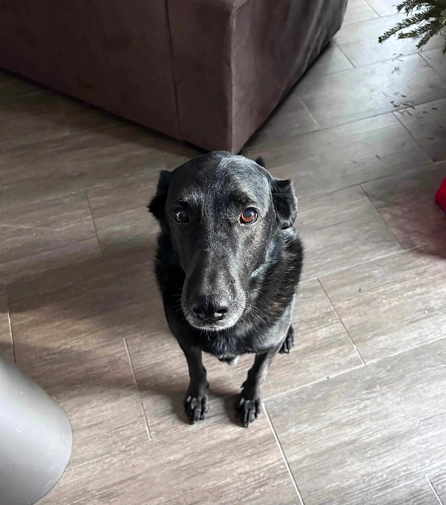 Choco participe au concours pour gagner de l'argent avec cette photo : dog, black_dog, pet, indoor, floor, tile_floor, looking_up, animal, canine, fur, ears, snout, eyes, waiting, home, couch, corner, plant, shadow, light