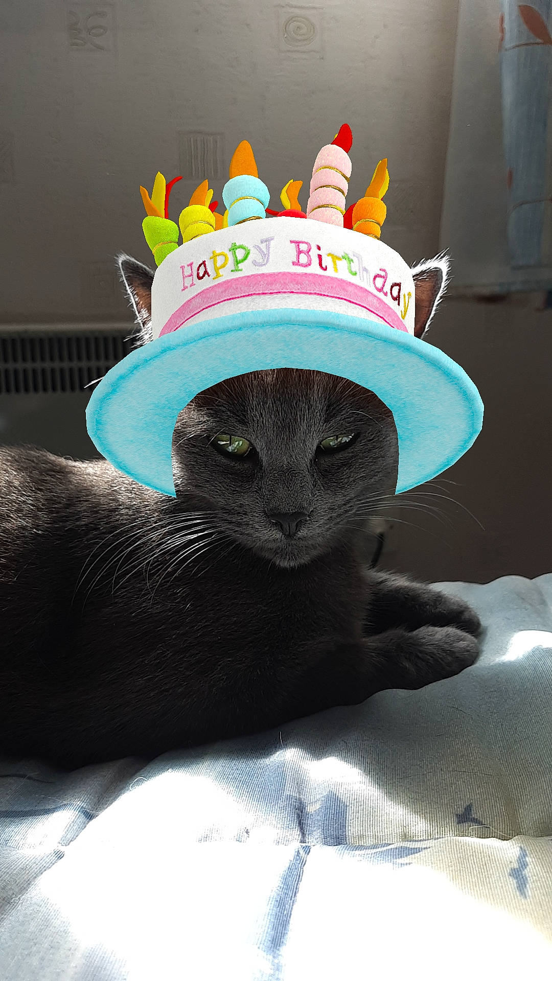 Grimoire participe au concours pour gagner de l'argent avec cette photo : black_cat, british_shorthair, carnivore, cat, chartreux, fashion_accessory, felidae, hat, headgear, korat, party_hat, party_supply, russian_blue, small_to_medium_sized_cats, sombrero, sun_hat, whiskers