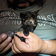 Miaumiau is registered to the contest to win money with this photo: kitten, cat, pet, nail_clipper, hand, person, blue_eyes, close_up, indoor, shirt, text, animal, cute, small, feline, care, grooming, nails, holding, gentle