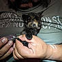 kitten, cat, pet, nail_clipper, hand, person, blue_eyes, close_up, indoor, shirt, text, animal, cute, small, feline, care, grooming, nails, holding, gentle
