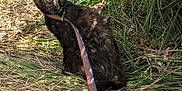 Miaumiau joined the competition — help win amazing prizes! cat, tortoiseshell_cat, leash, grass, outdoor, nature, sunlight, greenery, animal, pet, feline, curious, sitting, path, fur, eyes, tree, daylight, wildlife, mammal