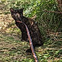 cat, tortoiseshell_cat, leash, grass, outdoor, nature, sunlight, greenery, animal, pet, feline, curious, sitting, path, fur, eyes, tree, daylight, wildlife, mammal