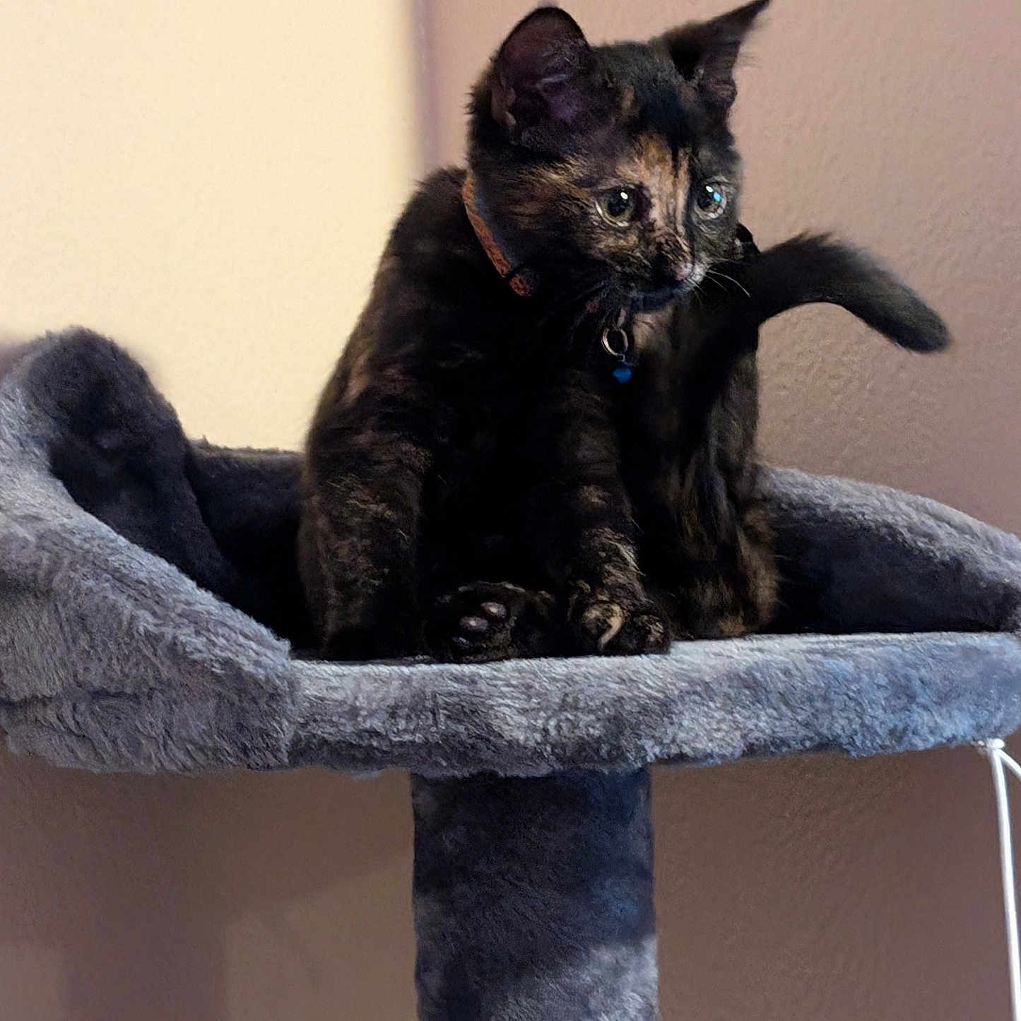Miaumiau is registered to the contest to win money with this photo: animal, cat, cat_tree, closeup, collar, curious, cute, ears, feline, fur, furniture, indoor, kitten, pet, plush, sitting, tail, tortoiseshell, whiskers, young