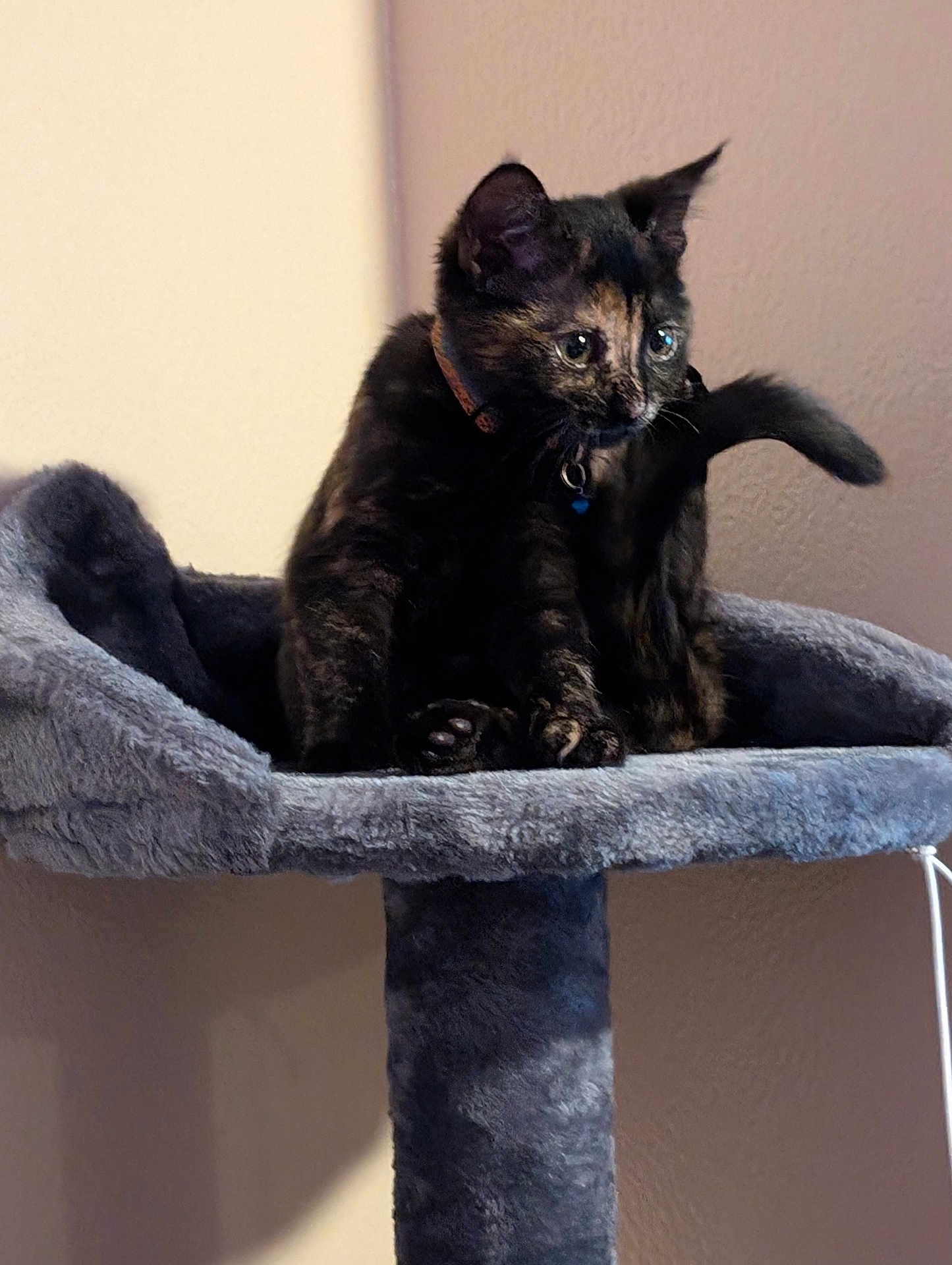 Miaumiau is registered to the contest to win money with this photo: kitten, cat, tortoiseshell, cat_tree, pet, indoor, feline, curious, plush, animal, cute, young, sitting, fur, ears, whiskers, collar, tail, closeup, furniture