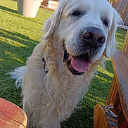 Rafi a rejoint le concours — aidez-le/la à gagner de superbes lots ! dog, golden_retriever, pet, animal, outdoor, grass, sunlight, happy, tongue_out, fur, collar, wooden_table, wooden_bench, flower_pot, garden, backyard, summer, nature, canine, friendly