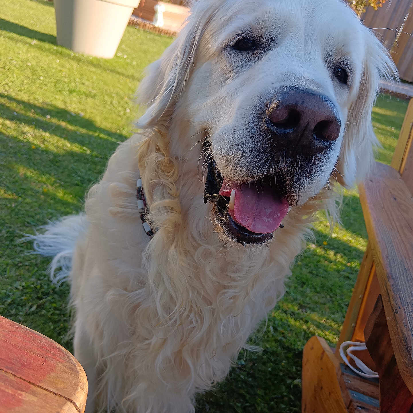 Rafi a rejoint le concours — aidez-le/la à gagner de superbes lots ! dog, golden_retriever, pet, animal, outdoor, grass, sunlight, happy, tongue_out, fur, collar, wooden_table, wooden_bench, flower_pot, garden, backyard, summer, nature, canine, friendly