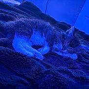 Gojo is registered to the contest to win money with this photo: cat, sleeping, blanket, fur, indoor, cozy, resting, pet, animal, blue_light, texture, soft, cute, feline, relaxing, home, comfort, whiskers, paw, peaceful