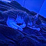 animal, blanket, blue_light, cat, comfort, cozy, cute, feline, fur, home, indoor, paw, peaceful, pet, relaxing, resting, sleeping, soft, texture, whiskers