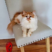 Piruli Milander joined the competition — help win amazing prizes! animal, beige_chair, cat, chair, cute, domestic_cat, feline, floor, fluffy_cat, furniture, home, indoor, looking_at_camera, nailhead_trim, one_cat, orange_and_white, pet, red_slipper, relaxed, wooden_floor