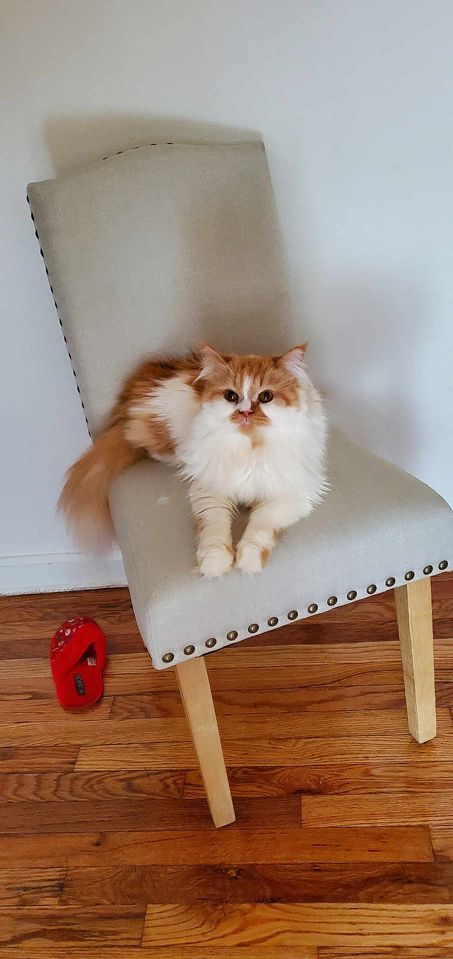 Piruli Milander joined the competition — help win amazing prizes! animal, beige_chair, cat, chair, cute, domestic_cat, feline, floor, fluffy_cat, furniture, home, indoor, looking_at_camera, nailhead_trim, one_cat, orange_and_white, pet, red_slipper, relaxed, wooden_floor