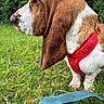 basset_hound, dog, side_profile, red_harness, grass, greenery, backpack, outdoor, nature, ears, canine, pet, animal, forest, leafy_background, daylight, muzzle, snout, fur, walking