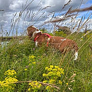 Anouk participe au concours pour gagner de l'argent avec cette photo : dog, grass, wildflowers, yellow_flowers, field, outdoor, nature, clouds, sky, red_harness, brown_dog, white_dog, tall_grass, greenery, summer, canine, meadow, pet, animal, scenic