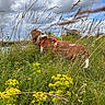 dog, grass, wildflowers, yellow_flowers, field, outdoor, nature, clouds, sky, red_harness, brown_dog, white_dog, tall_grass, greenery, summer, canine, meadow, pet, animal, scenic