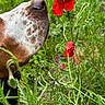 dog, snout, flower, poppy, greenery, plants, nature, outdoor, close_up, curious, pet, animal, spring, summer, leaf, stem, garden, botanical, flora, canine