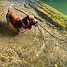 dog, water, stick, red_harness, outdoor, nature, greenery, sunlight, shallow_water, moss, riverbank, animal, playful, canine, summer, daylight, pet, wet, brown_and_white, happy