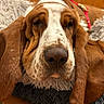 dog, basset_hound, sleepy, pet_bed, indoor, fluffy, ears, nose, resting, canine, brown, white, fur, close_up, relaxed, domestic_animal, floor, home, cute, animal