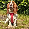 Anouk participe au concours pour gagner de l'argent avec cette photo : dog, basset_hound, pet, outdoor, grass, greenery, leaves, harness, canine, animal, nature, sitting, ears, snout, fur, daylight, sunlight, muzzle, expression, mammal