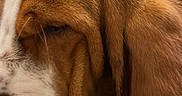 Anouk participe au concours pour gagner de l'argent avec cette photo : dog, basset_hound, close_up, wood, carpet, ear, sniffing, brown, white, pet, indoor, furniture, texture, canine, animal, nose, long_ears, portrait, house, floor