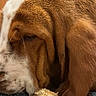 dog, basset_hound, close_up, wood, carpet, ear, sniffing, brown, white, pet, indoor, furniture, texture, canine, animal, nose, long_ears, portrait, house, floor