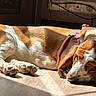 dog, basset_hound, sleeping, sunlight, floor, indoor, pet, canine, brown, white, harness, resting, quiet, calm, house, shadow, relaxation, domestic, animal, fur