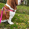 Anouk participe au concours pour gagner de l'argent avec cette photo : basset_hound, dog, pet, canine, outdoor, grass, leash, harness, nature, spring, side_view, ears, snout, fur, animal, mammal, greenery, fence, park, daytime