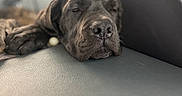 Lucy And Ethel joined the competition — help win amazing prizes! dog, black_dog, sleeping, car_seat, leather, closeup, pet, animal, resting, indoor, relaxed, snout, fur, canine, comfort, quiet, calm, napping, seat, transport