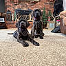 Lucy And Ethel is registered to the contest to win money with this photo: puppies, dogs, brindle, collars, carpet, living_room, fireplace, brick_wall, antlers, stuffed_bear, furniture, decor, indoors, pets, cute, animal, floor, sitting, laying, cozy