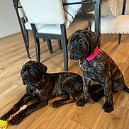 Lucy And Ethel is registered to the contest to win money with this photo: puppy, dog, brindle, collar, pink_collar, purple_collar, toy, rope_toy, floor, wooden_floor, indoor, dining_area, chair, table, furniture, pet, cute, animal, companions, relaxed
