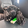 Lucy And Ethel joined the competition — help win amazing prizes! dog, paws, toy_bone, car_seat, resting, sleepy, pet, animal, black_fur, close_up, interior, relaxed, canine, vehicle, leisure, cute, domestic_animal, companion, front_seat, snout