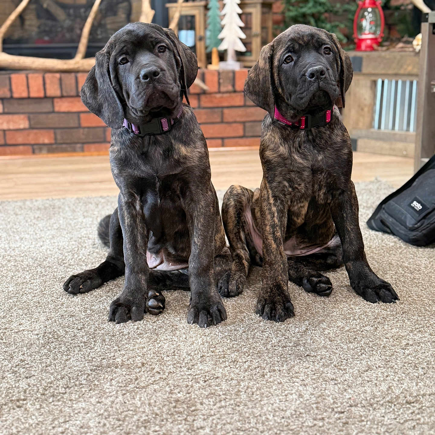 Lucy And Ethel is registered to the contest to win money with this photo: puppies, dogs, brindle, carpet, indoor, pets, collars, curious, two_animals, floor, fireplace, decor, wood, brick_wall, furniture, antlers, lantern, trees, cute, companions