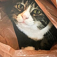 Kinsley is registered to the contest to win money with this photo: cat, tabby, paper_bag, green_eyes, whiskers, curious, pet, animal, indoor, close_up, feline, cute, playful, face, fur, head, looking, nose, ears, paws