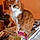 Phoebe